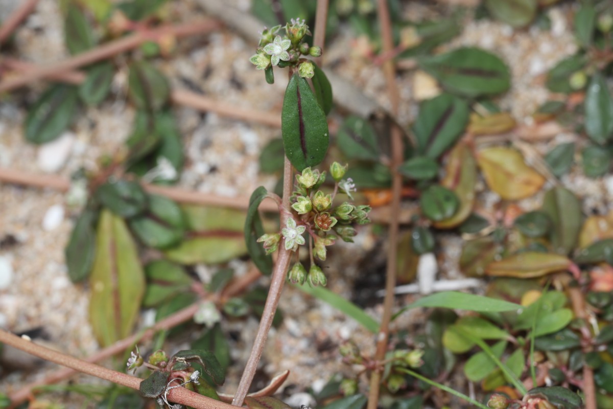 Gisekia pharnaceoides L.